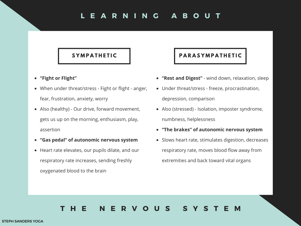 Yoga and the nervous system - Steph Sanders Yoga